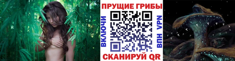 Псилоцибиновые грибы GOLDEN TEACHER Цоци-Юрт